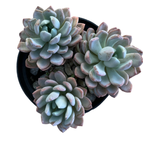 D08BFFFD-5F64-431B-9E3A-ABAEEDBB3028