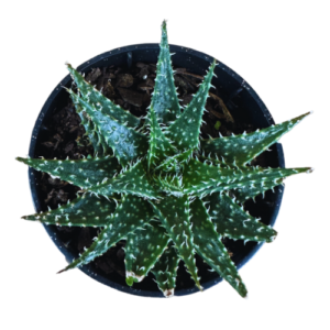 Haworthia 01