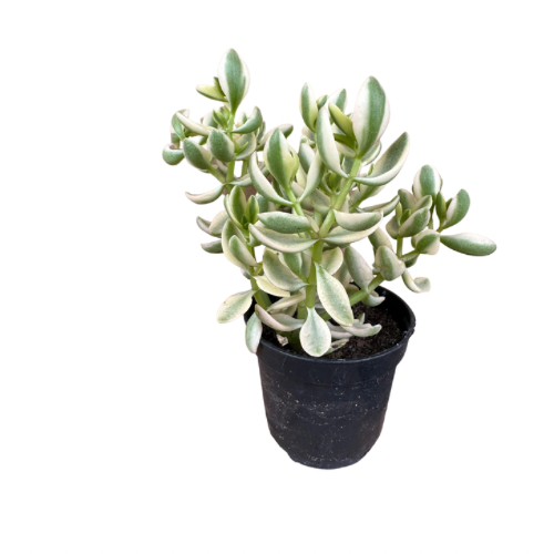 E6E73550-0C0D-4FAF-98B7-2B43D8893356