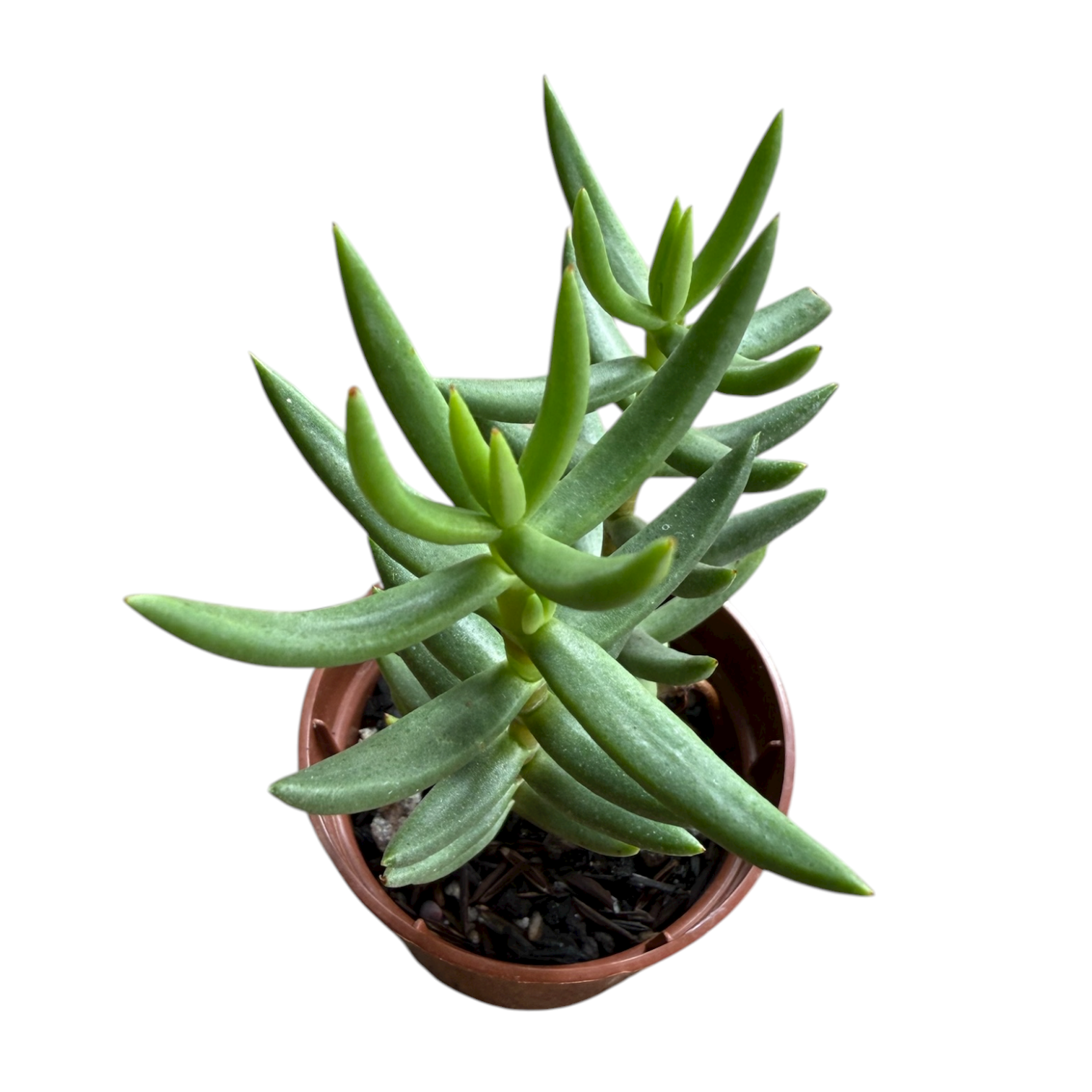 Photoroom_20251110_101036