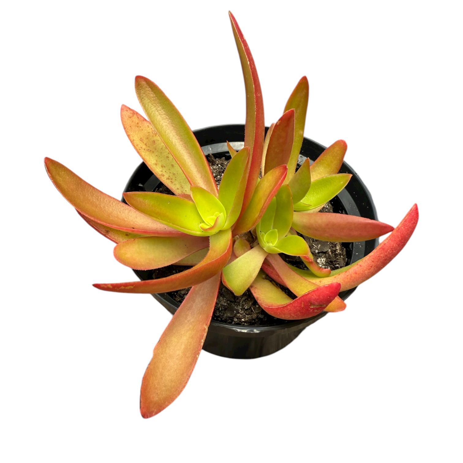 Photoroom_20251110_114359