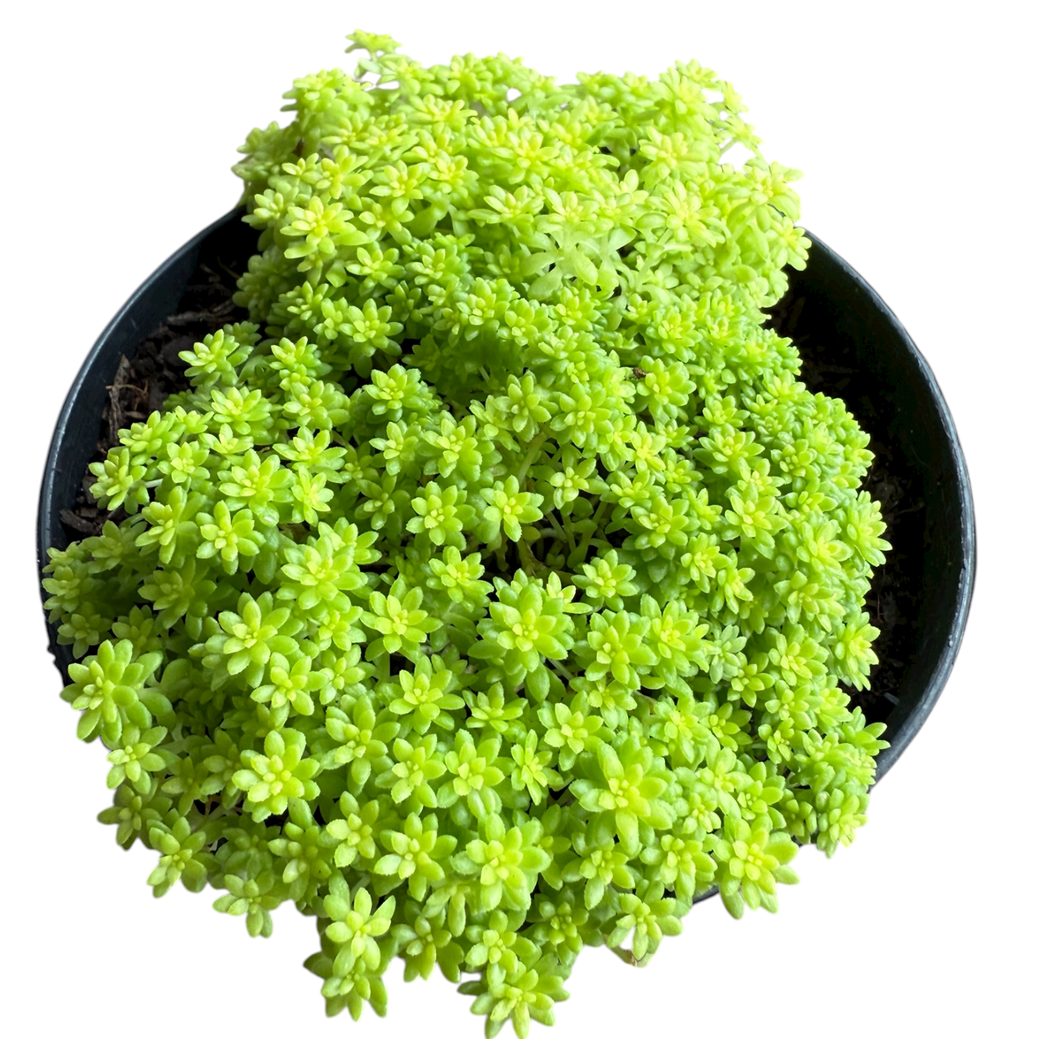 Photoroom_20251110_120021