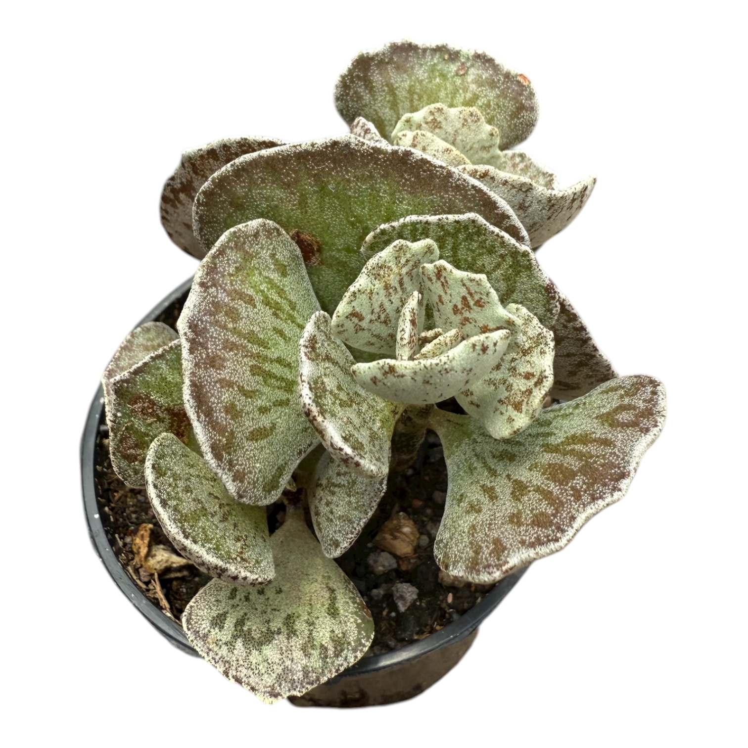 Photoroom_20251110_121335